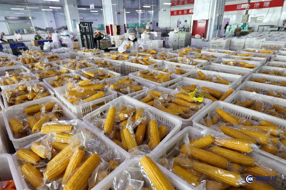 玉米扒皮機，鮮食玉米深加工項目